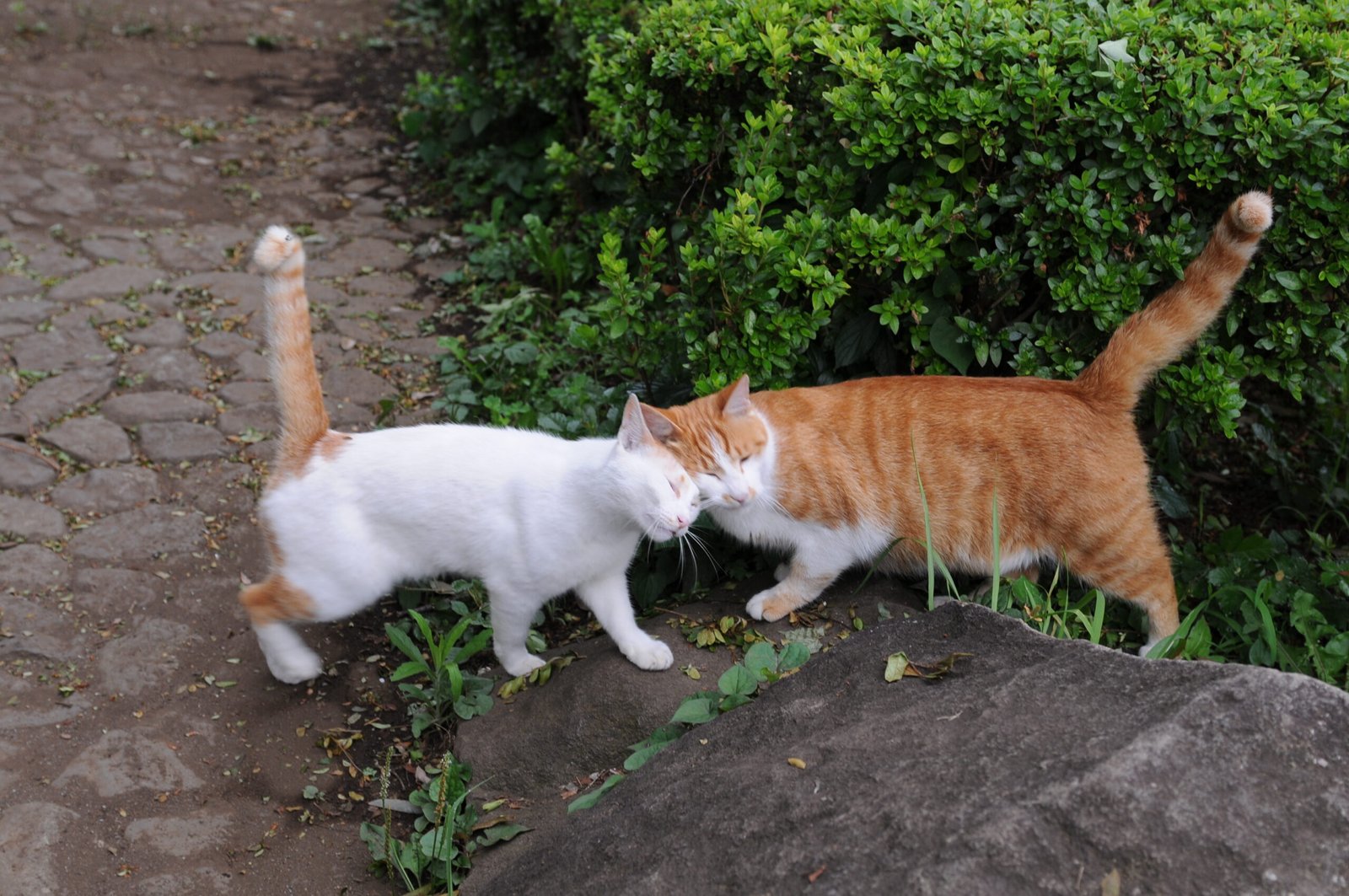 Tail Quivering: An Excited Greeting (image credits: wikimedia)