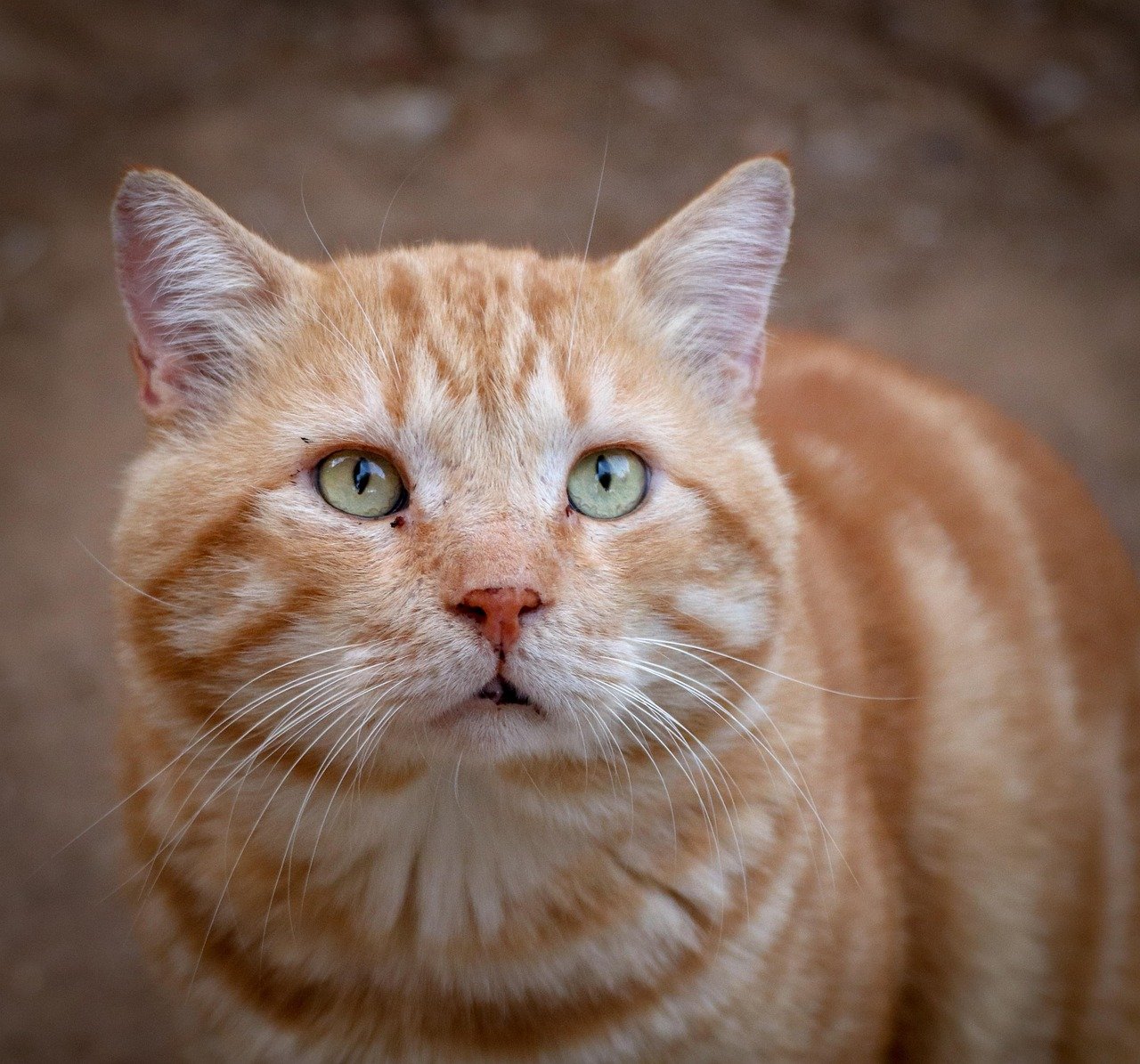 9. Hypervigilance (image credits: pixabay)