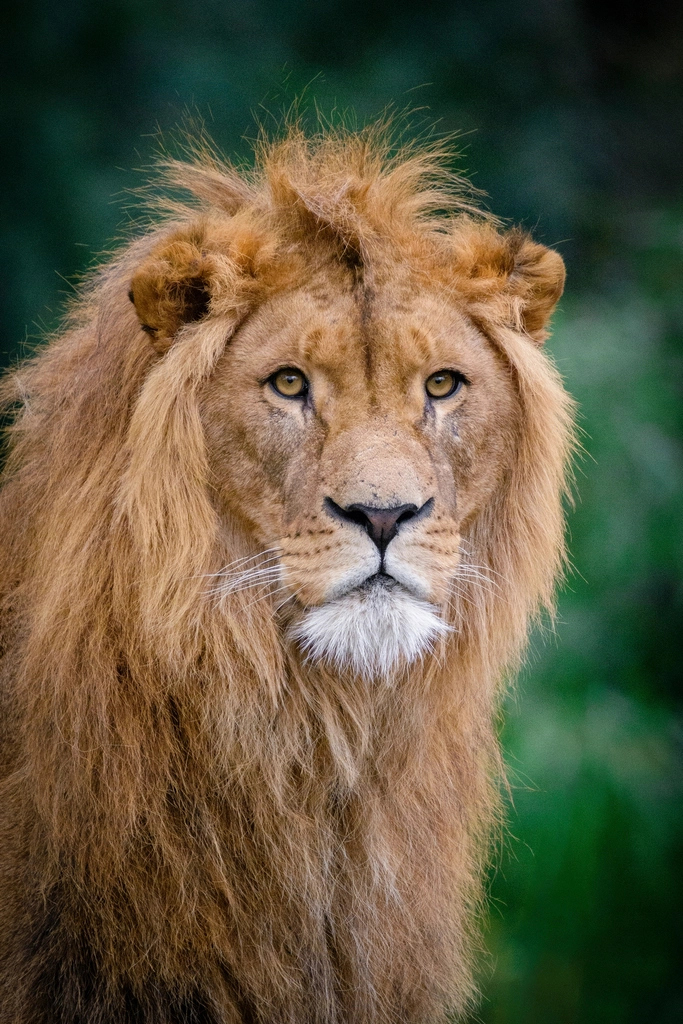 The Astonishing Emotional Depth of Big Cats (image credits: rawpixel)