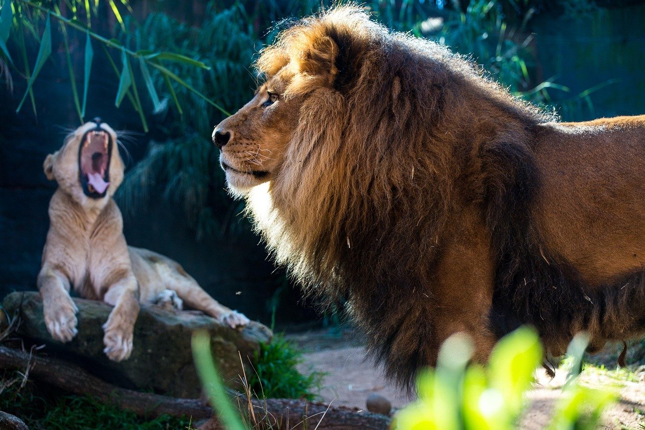 Lions: The Kings with a Soft Heart (image credits: pixabay)
