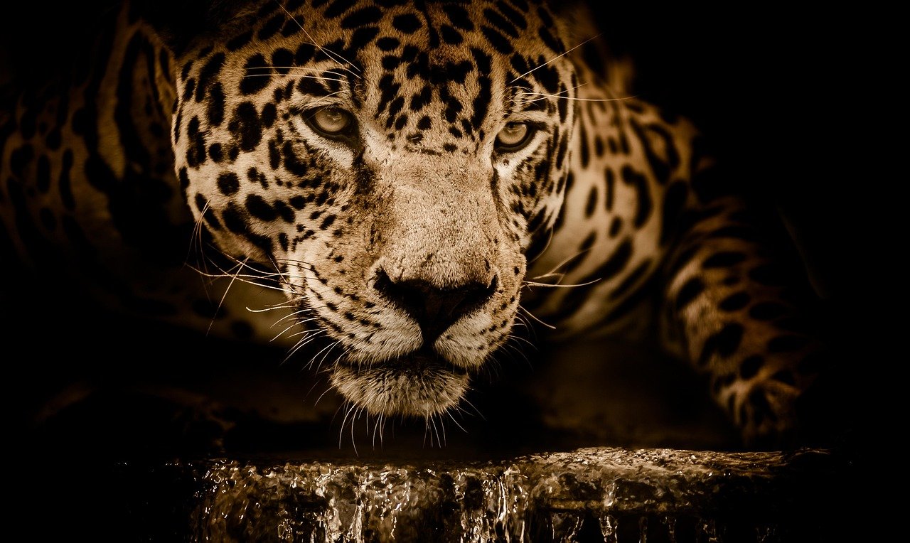 Jaguars: Mystical Creatures with Emotional Complexity (image credits: pixabay)