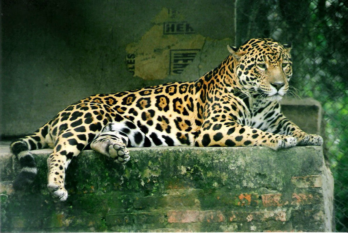 Lessons from the Wild: What Big Cats Teach Us About Emotions (image credits: wikimedia)