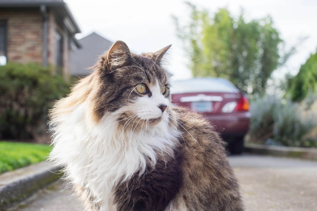 Persians: The Laid-Back Lovers (image credits: rawpixel)