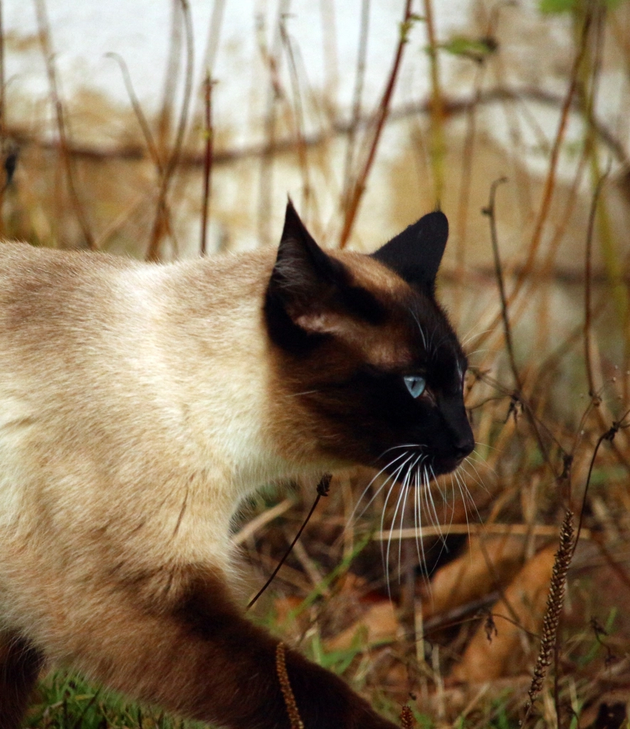 Birman: The Gentle Souls (image credits: rawpixel)