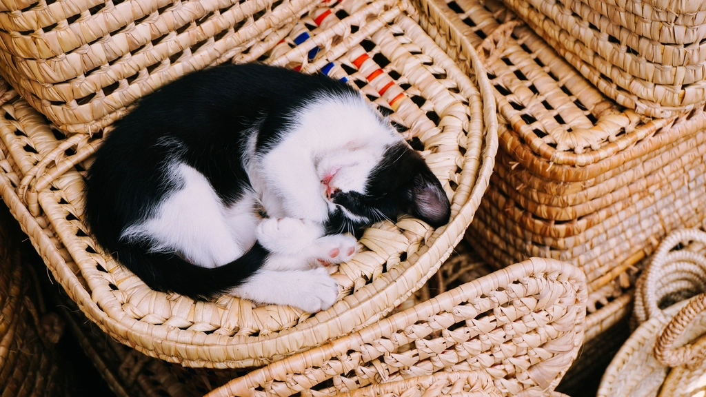 5. Curling Up and Tucking Their Paws (image credits: rawpixel)
