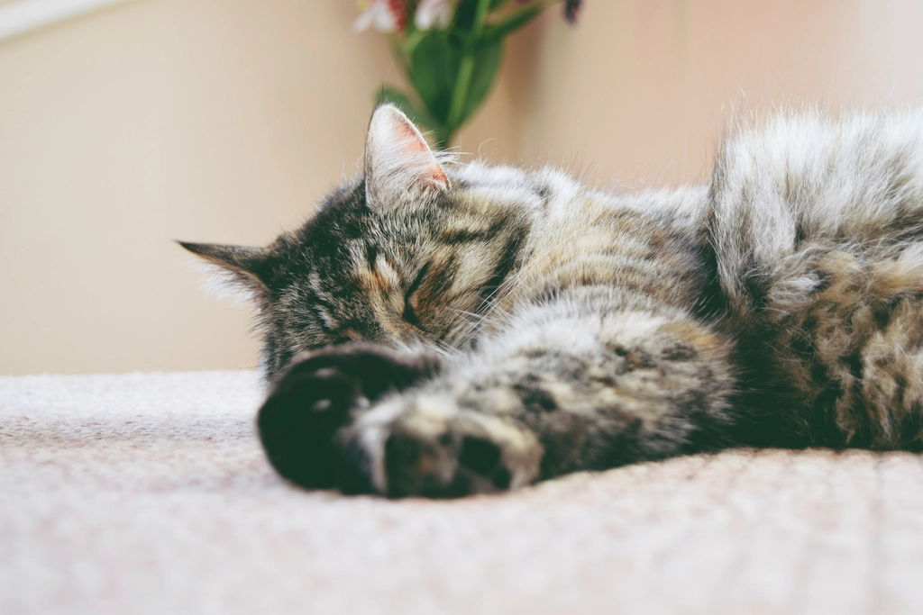 Sleeping Close By (image credits: rawpixel)