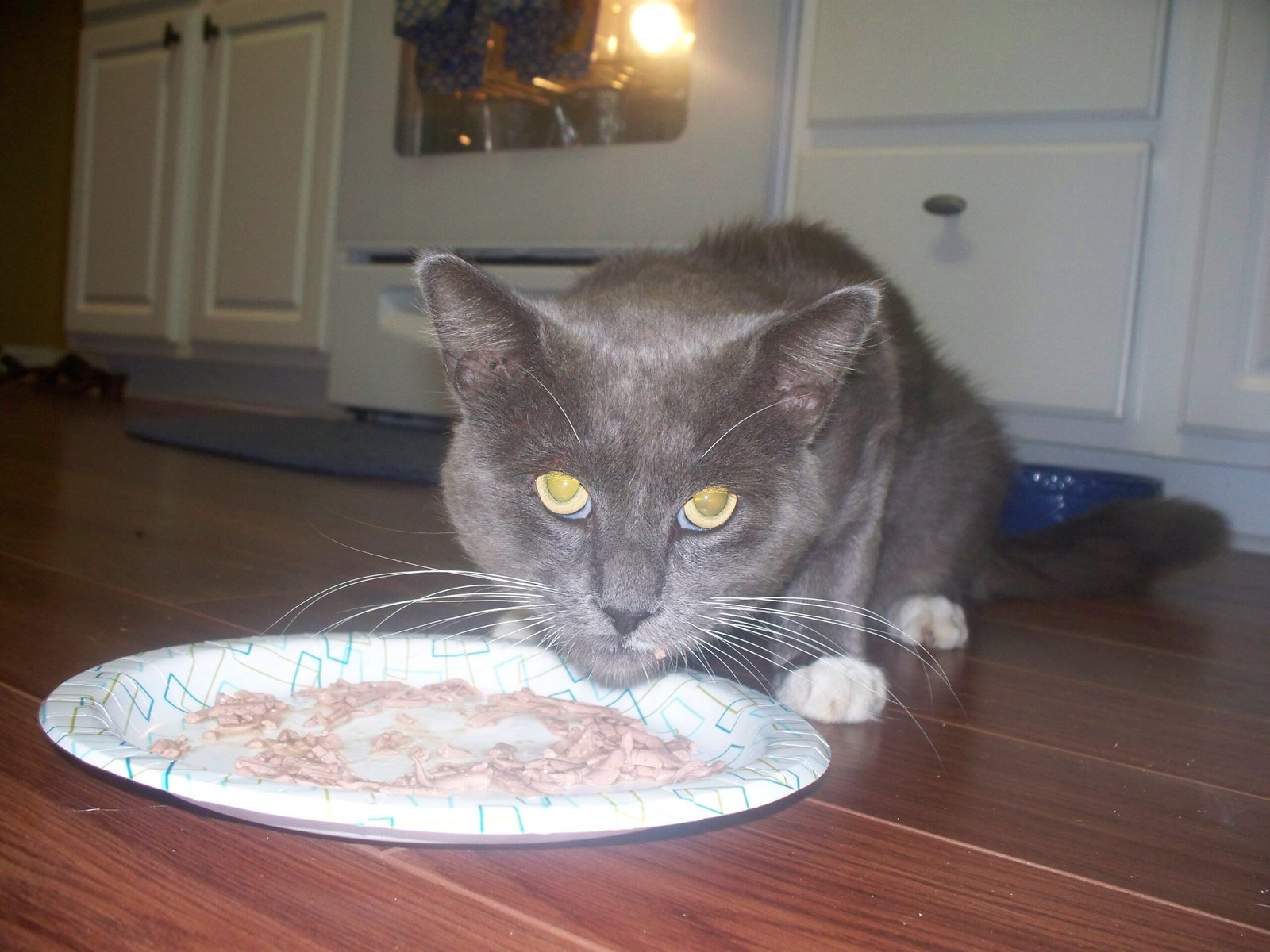 Offer Treats and Special Meals (image credits: wikimedia)
