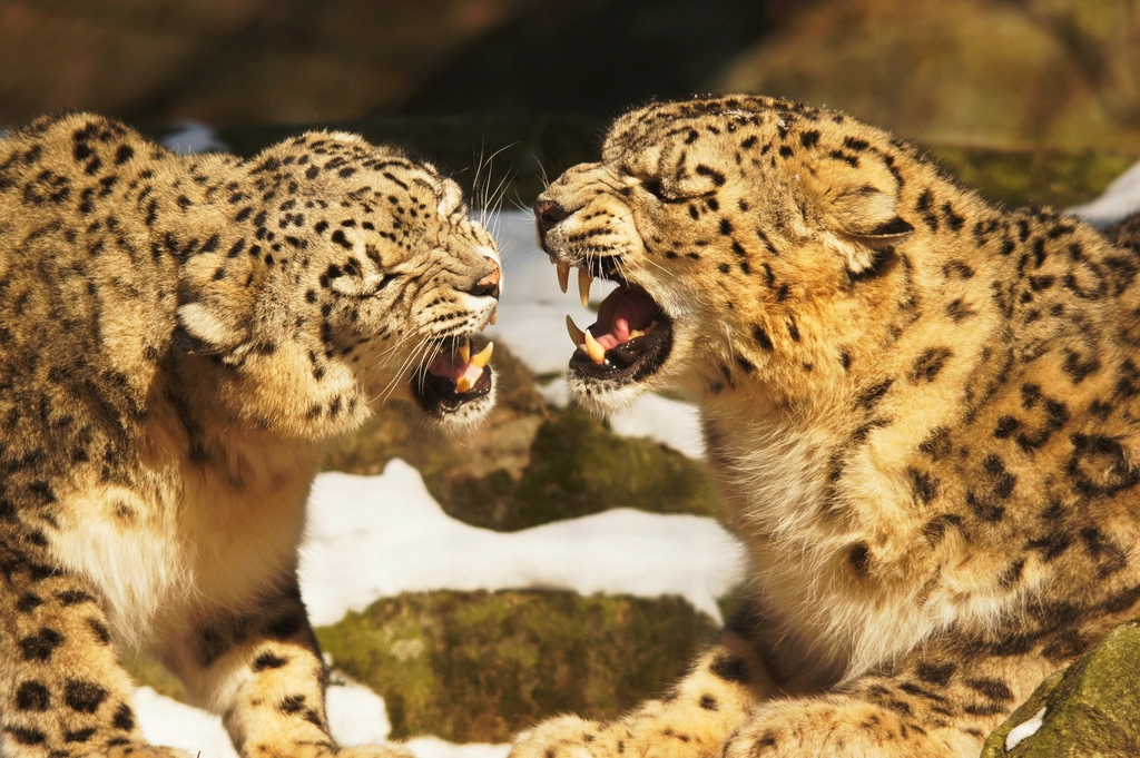 Human-Wildlife Conflict (image credits: rawpixel)