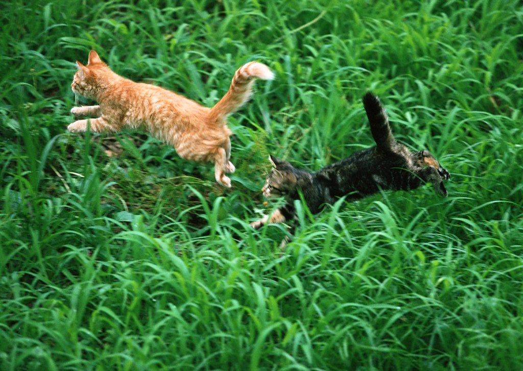 4. Playful Bouts of Energy (image credits: rawpixel)