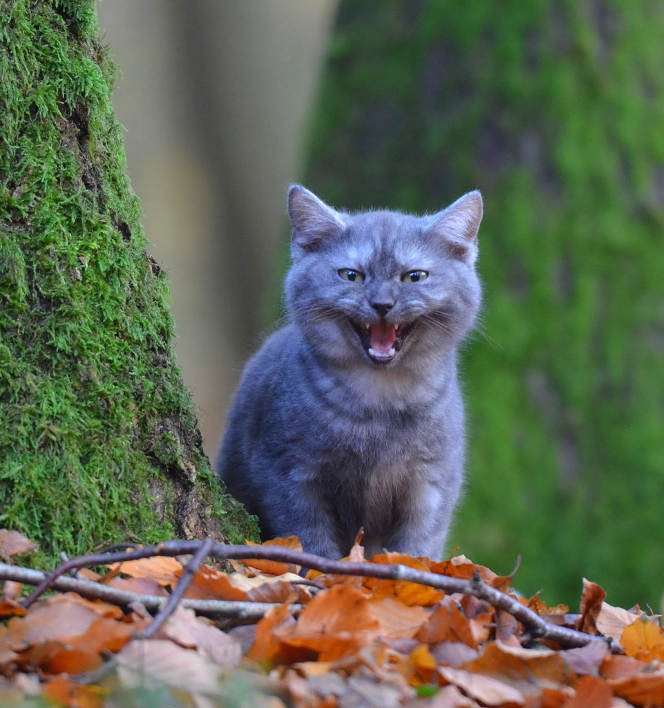 Loud Noises and Unfamiliar Sounds (image credits: rawpixel)