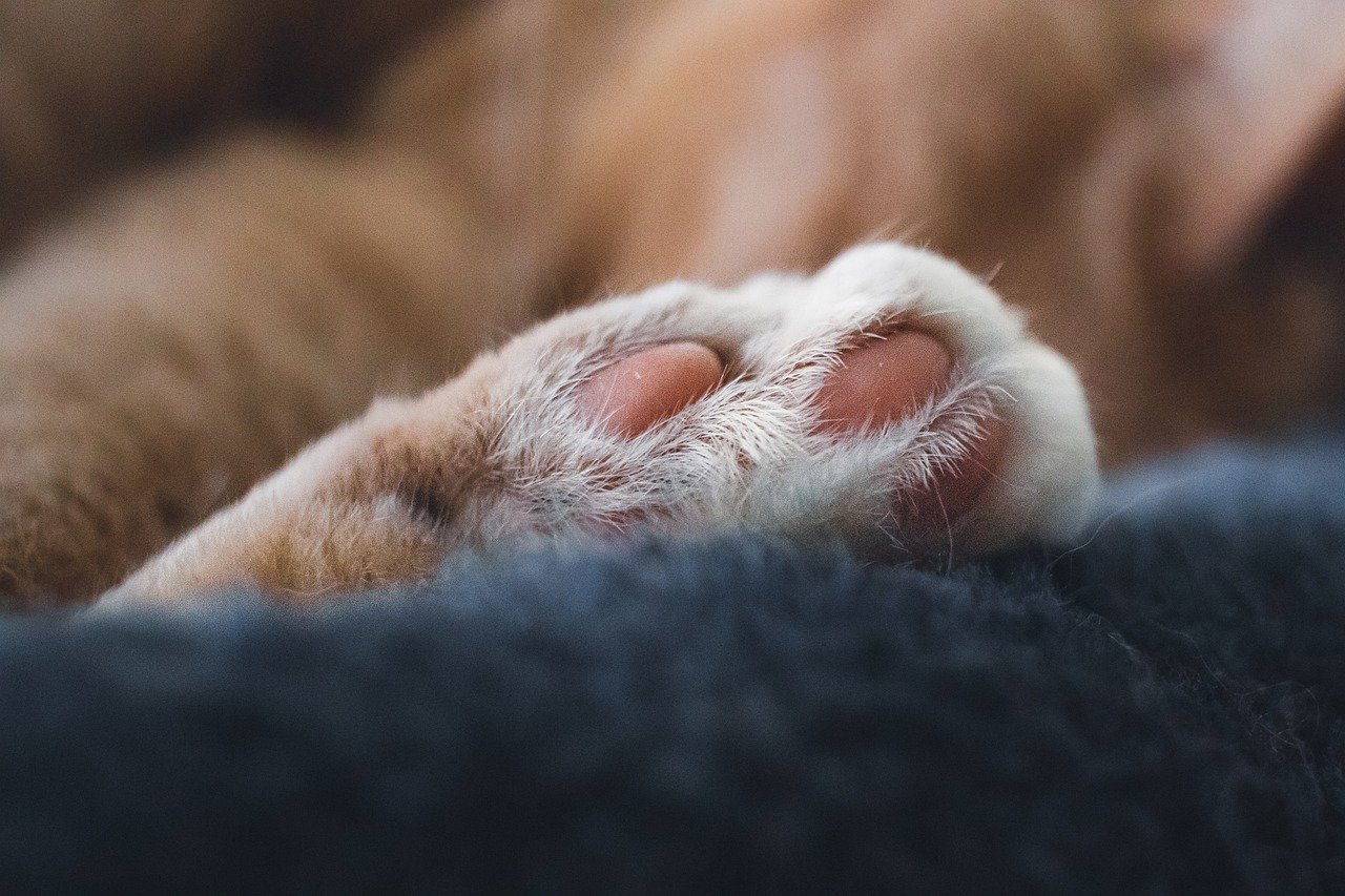 Offering a Paw (image credits: pixabay)