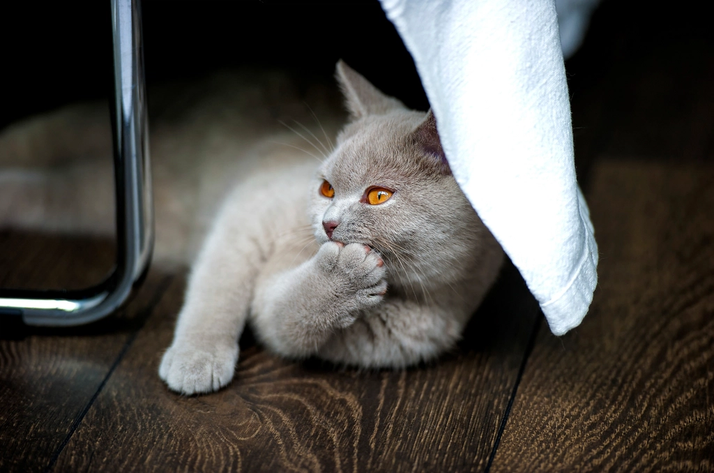 Engaging in Mutual Grooming (image credits: rawpixel)