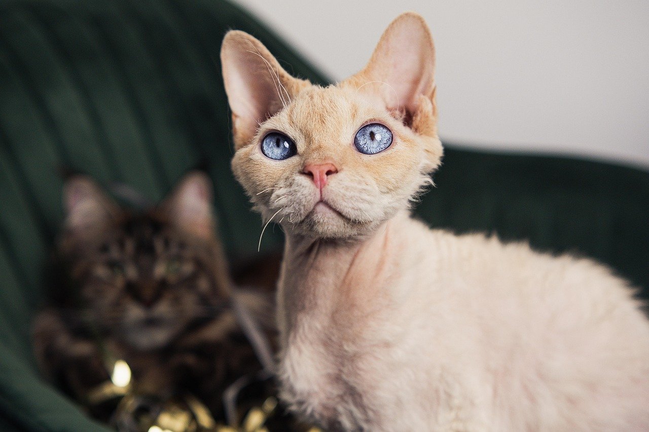 Devon Rex: The Mischievous Cuddler (image credits: pixabay)