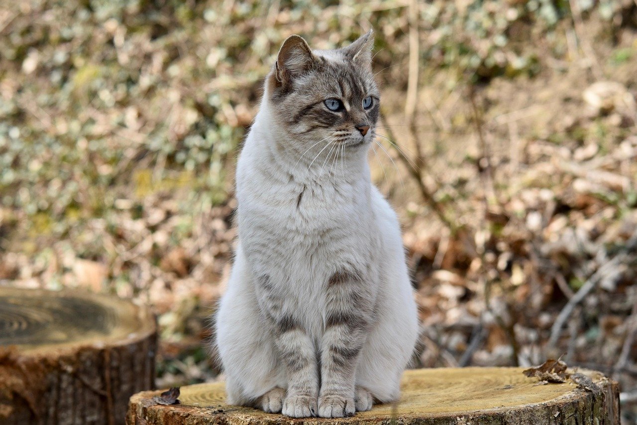 Unusual Posture (image credits: pixabay)