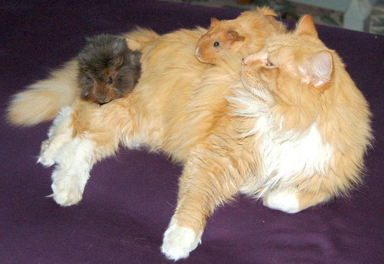 Interaction with Other Pets (image credits: wikimedia)