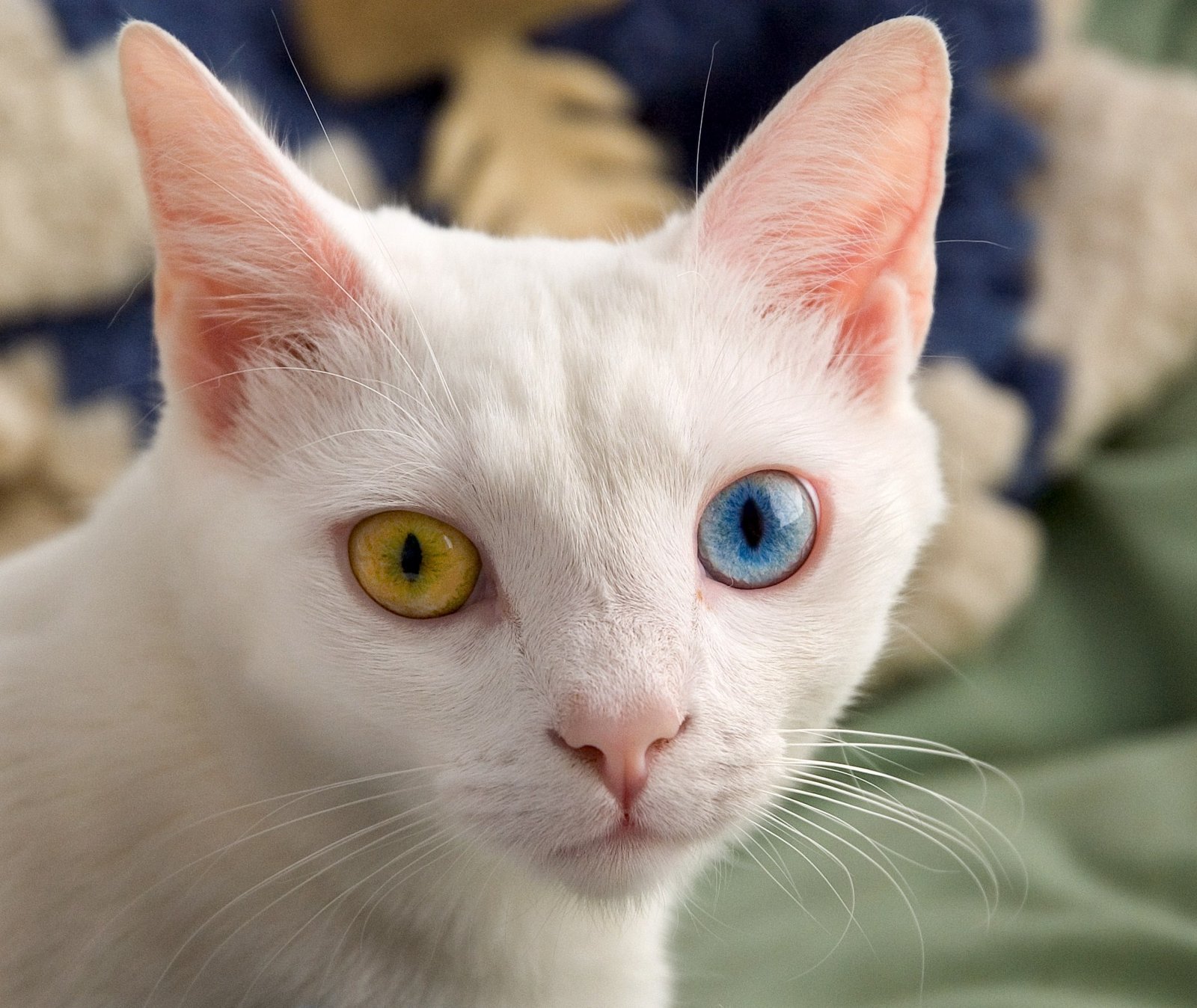 When Cats Show Preference (image credits: wikimedia)