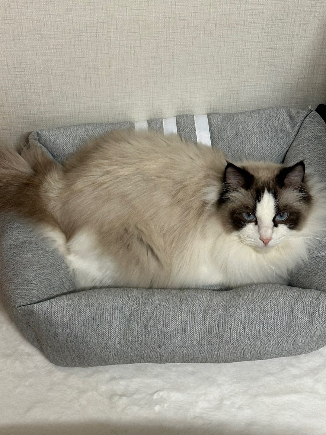 Common Misconceptions About Cats (image credits: wikimedia)