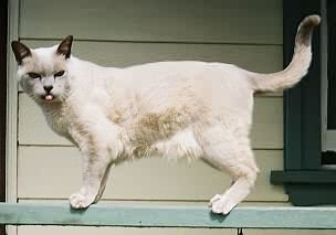 When Cats Form Multiple Attachments (image credits: wikimedia)