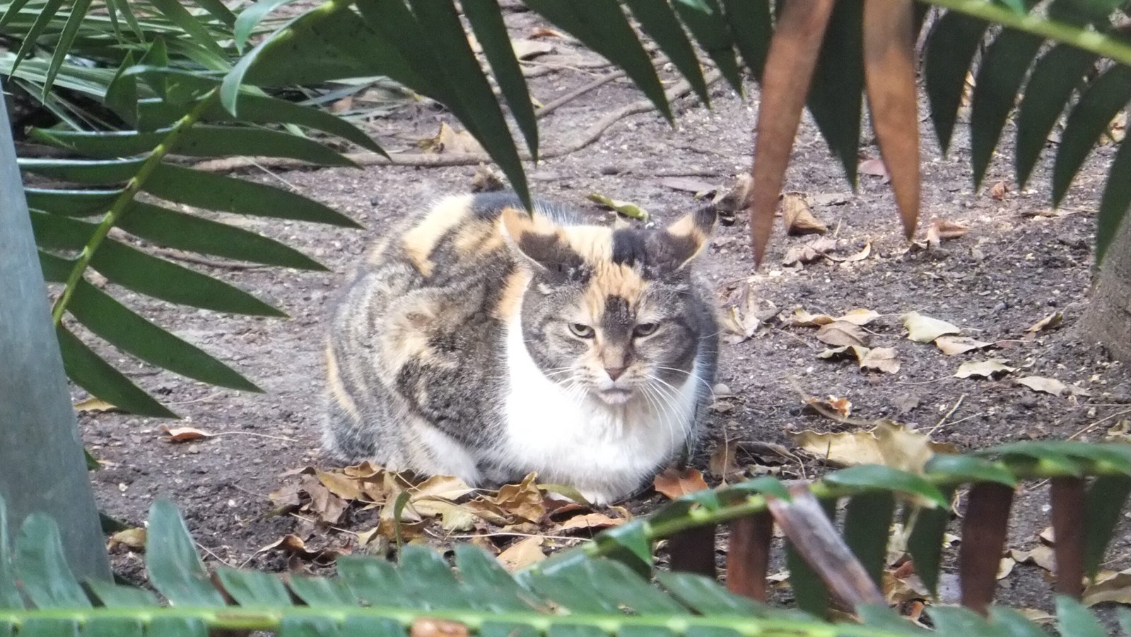 A Cat's Reaction to Anger (image credits: wikimedia)
