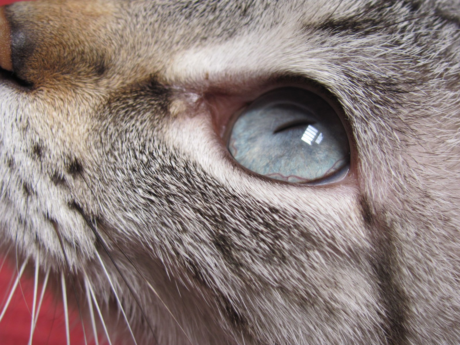 Eye Contact: A Silent Connection (image credits: wikimedia)