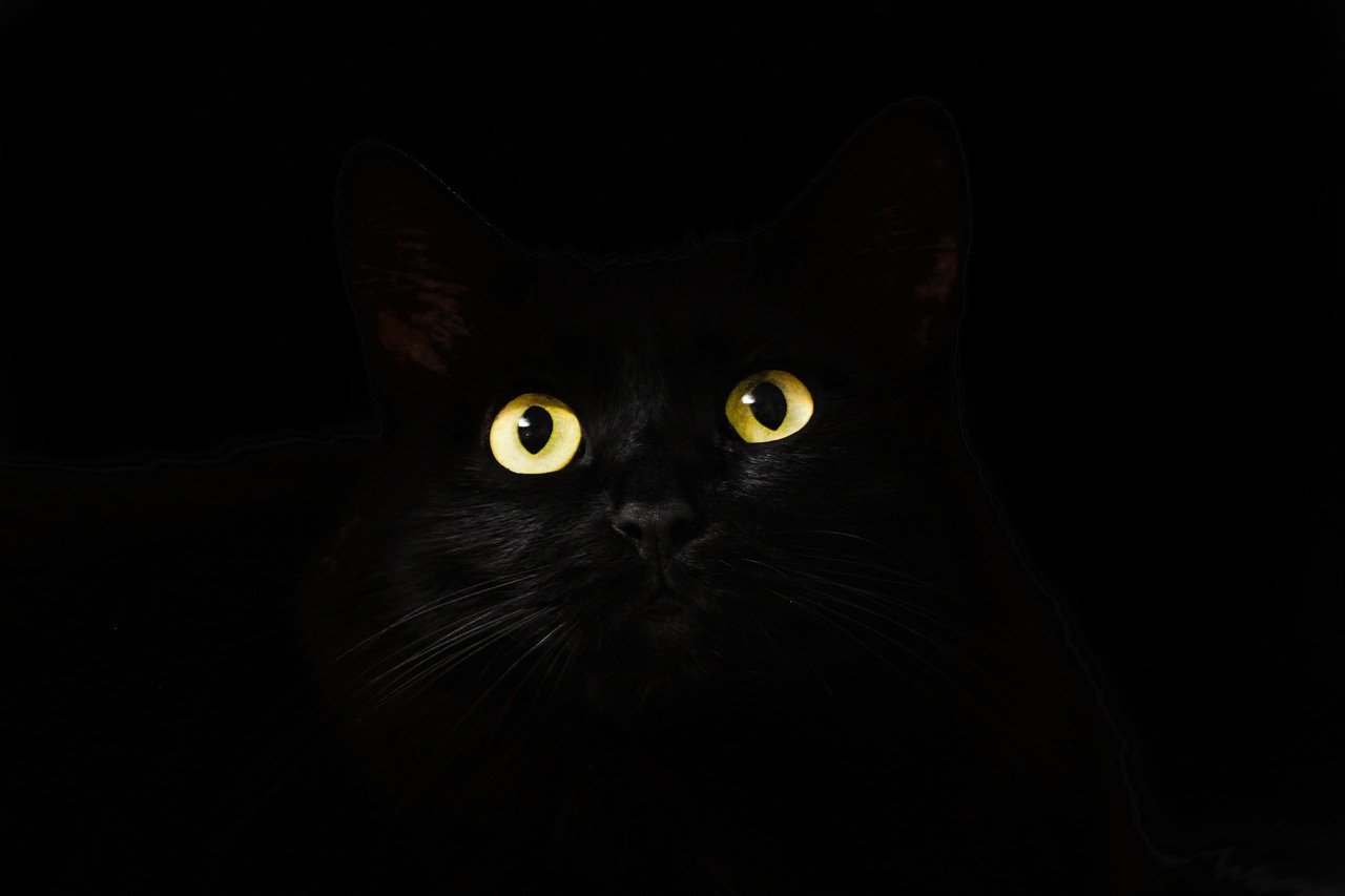 Staring Contest: Seeking Connection (image credits: pixabay)