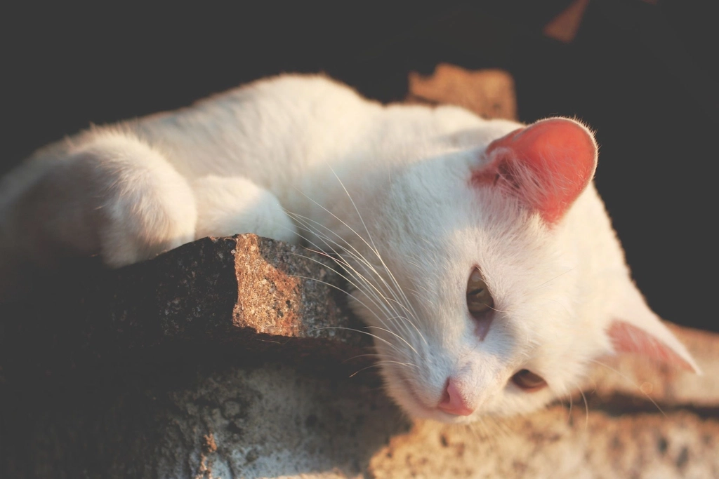 Watchful Whiskers (image credits: rawpixel)