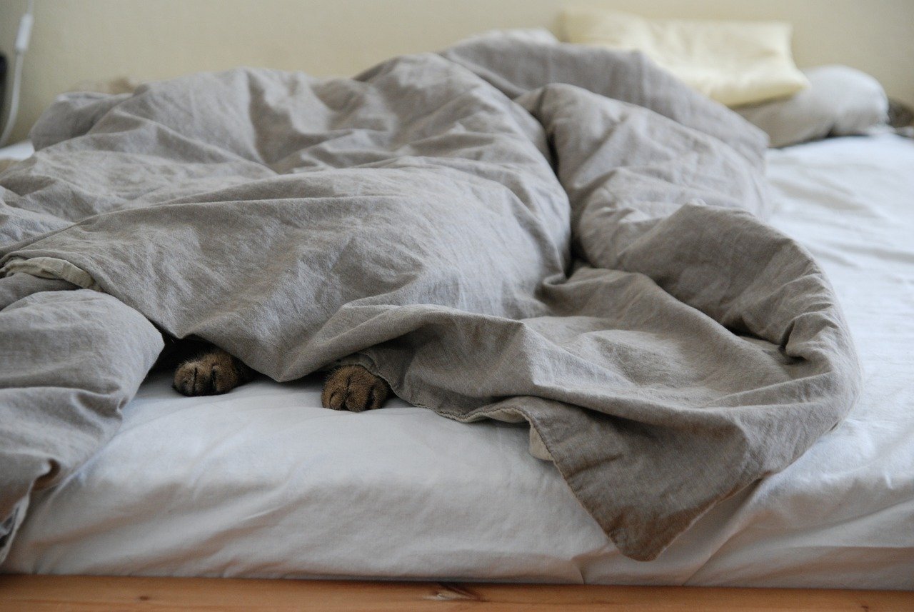 Providing Safe Hiding Spots (image credits: pixabay)