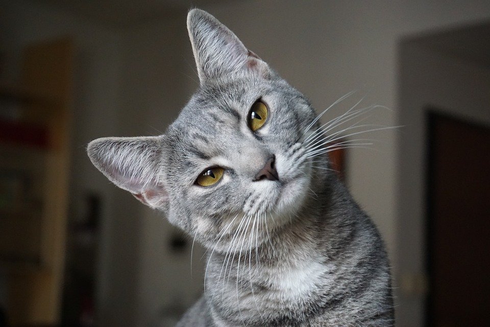 The Subtle Head Tilt (image credits: wikimedia)