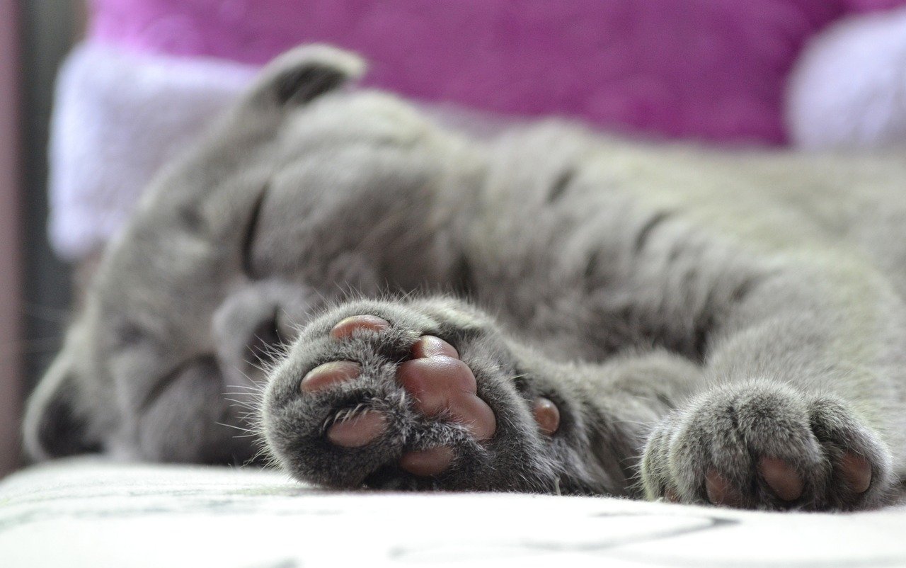 Allowing You to Touch Their Paws (image credits: pixabay)