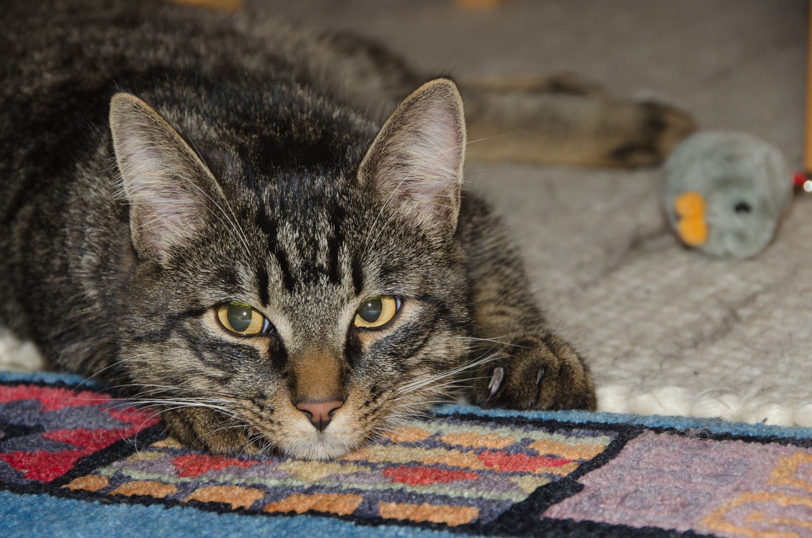 The Unexpected Houseguest (image credits: wikimedia)