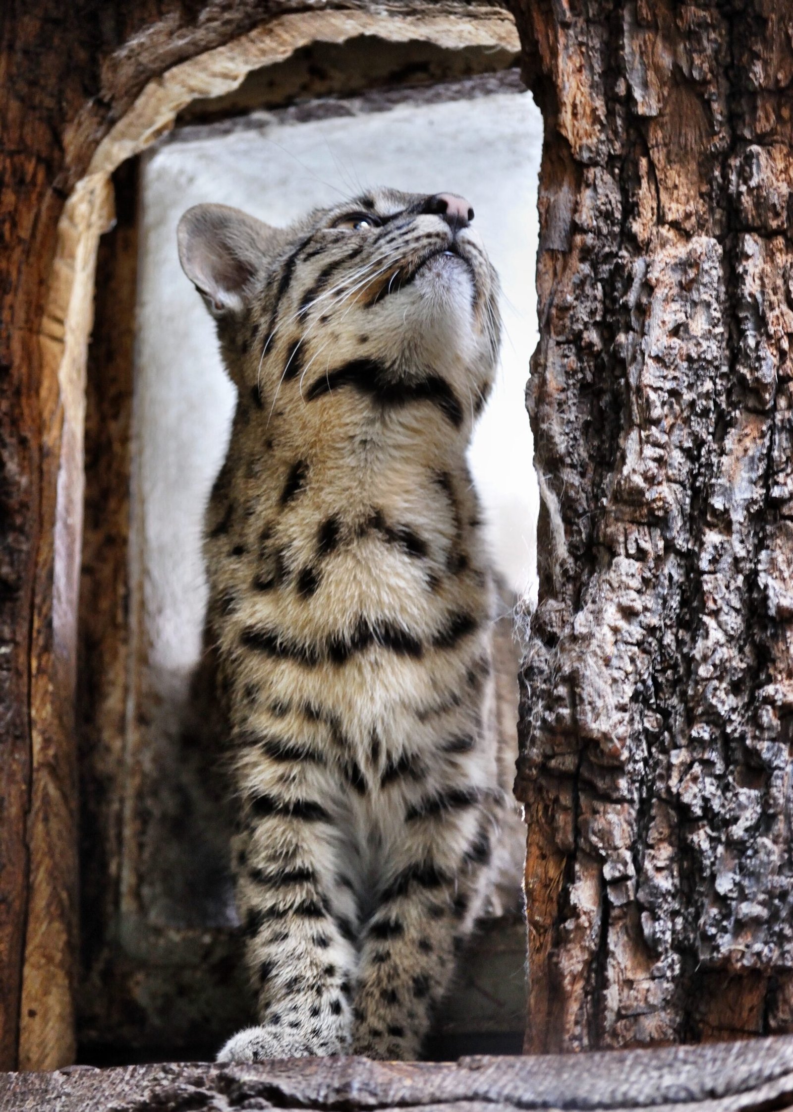 The Surprise Adventure (image credits: wikimedia)