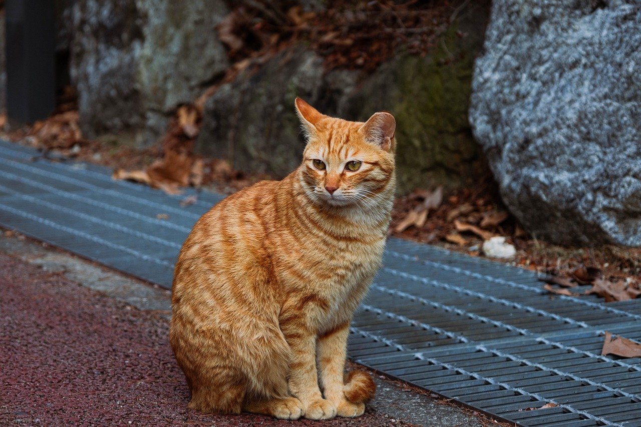 The Final Farewell (image credits: pixabay)