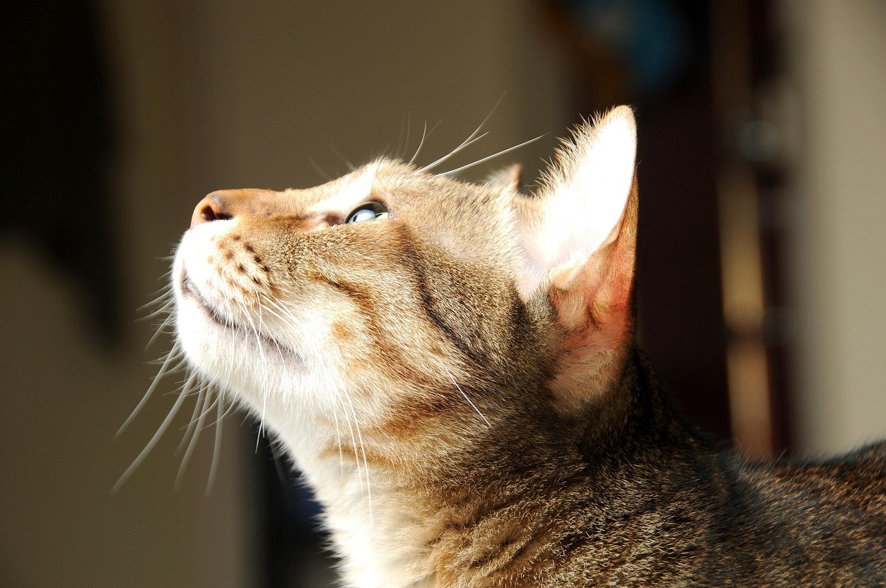 Unwavering Eye Contact (image credits: pixabay)