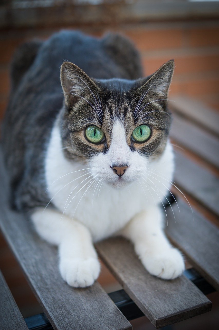 Showing Curiosity About Your Activities (image credits: pixabay)