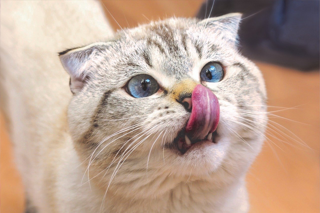 Scottish Fold: The Quiet Observer (image credits: pixabay)