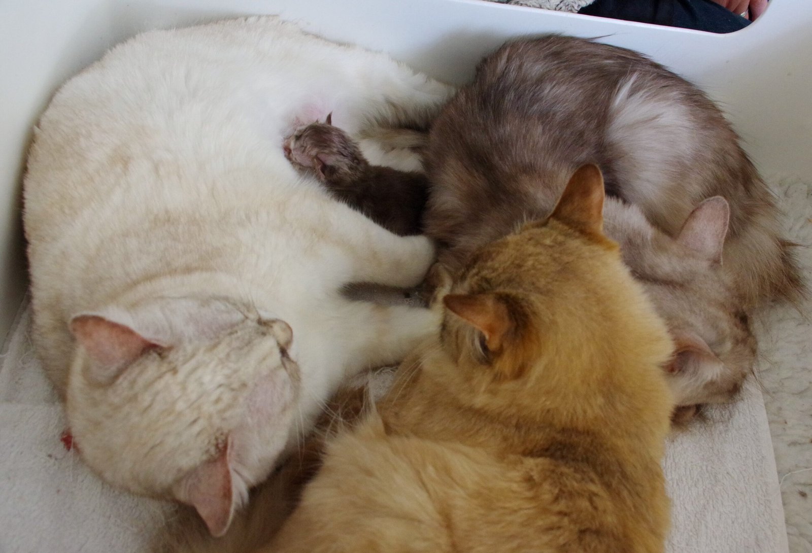 The Lasting Impact of Love and Support (image credits: wikimedia)