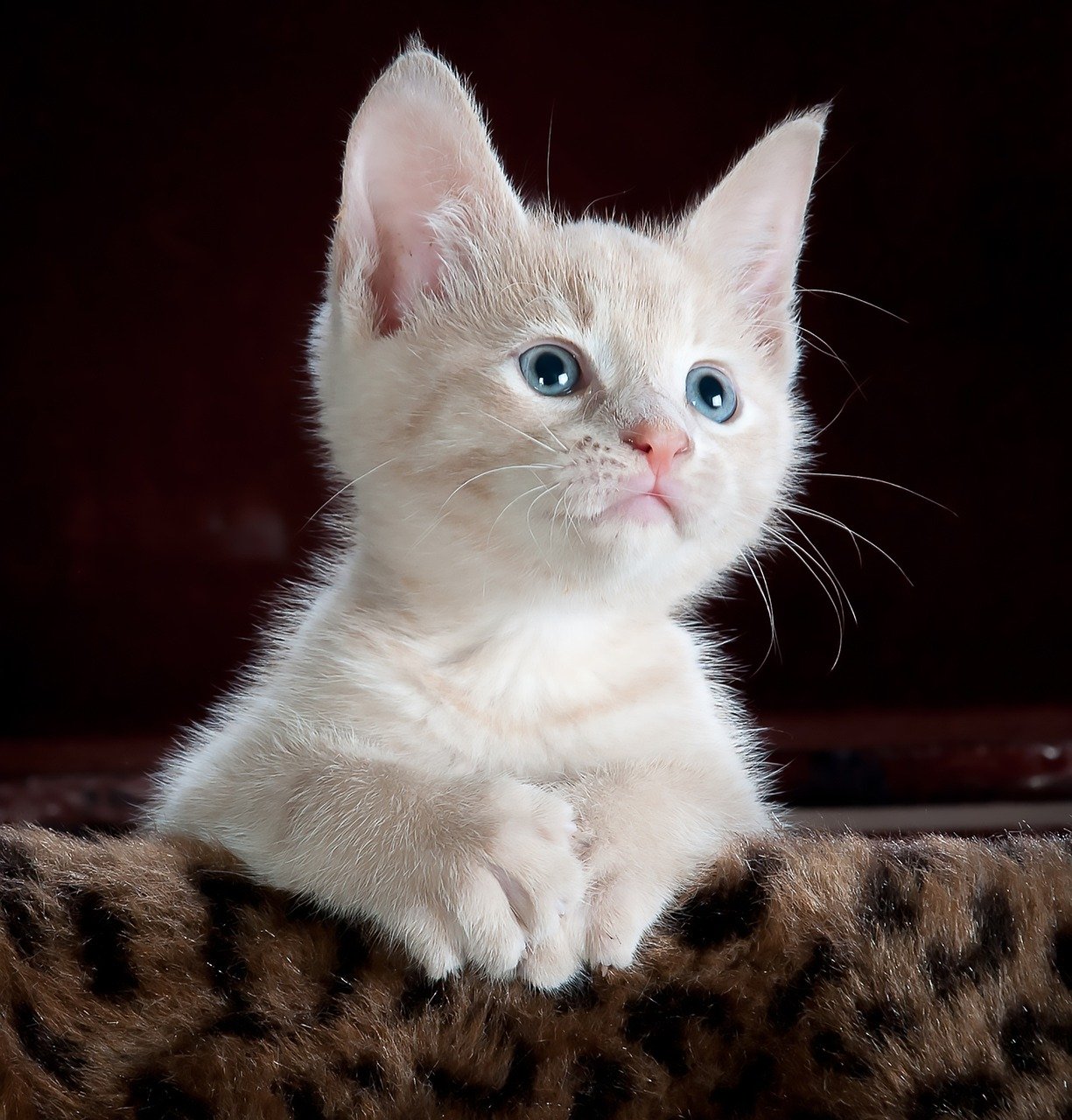 The Impact of Stress on Cats and Their Perception (image credits: pixabay)