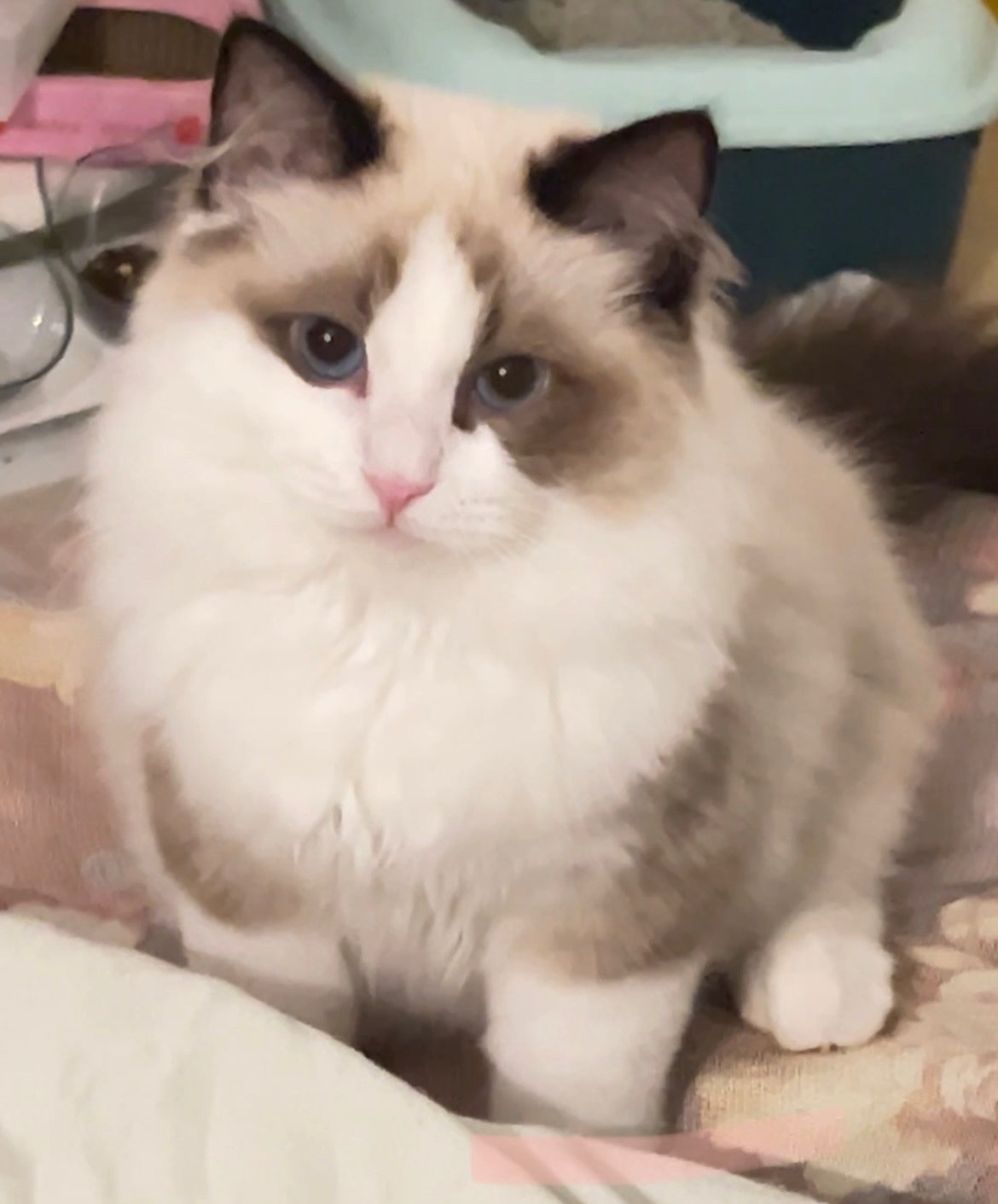 Ragdoll: The Gentle Giant (image credits: wikimedia)