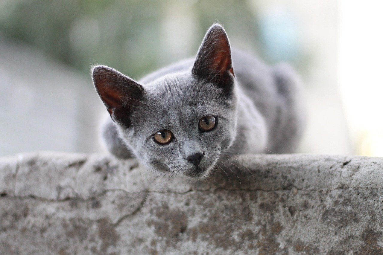 Oriental Shorthair: The Energetic Entertainer (image credits: pixabay)