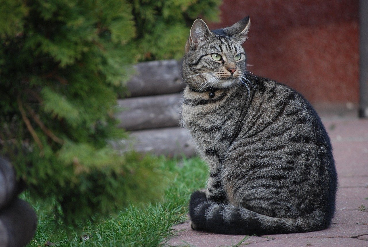 Reassuring During Vet Visits (image credits: pixabay)