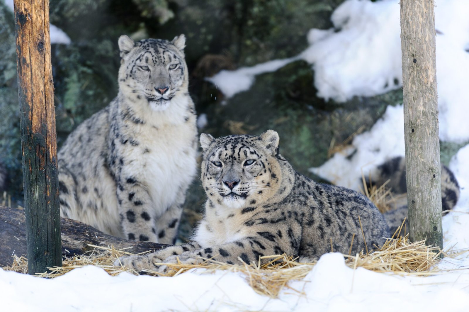 Snow Leopards: Ghosts of the Mountains with a Family Spirit (image credits: wikimedia)