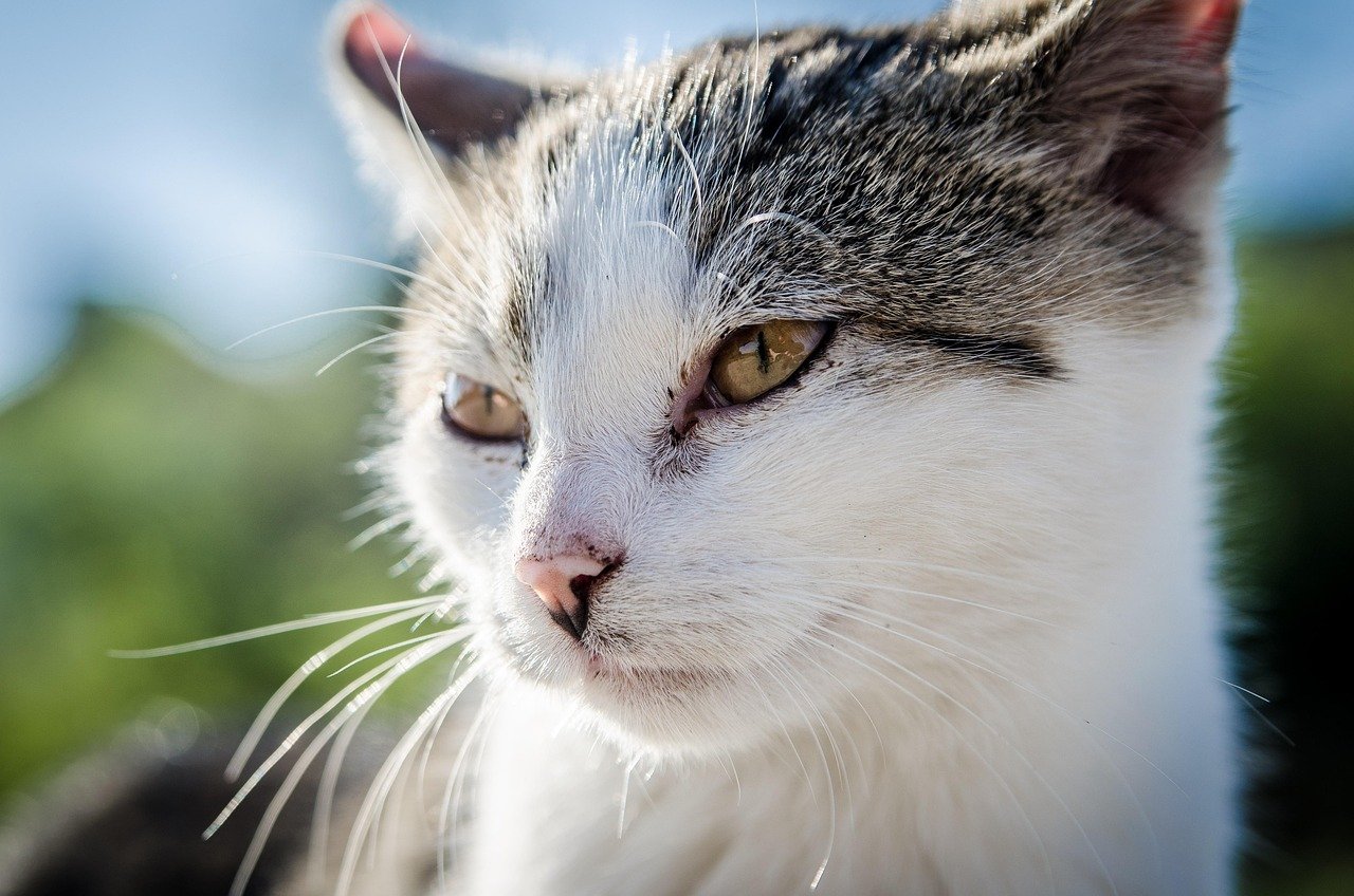 Encouraging Routine Vet Visits (image credits: pixabay)