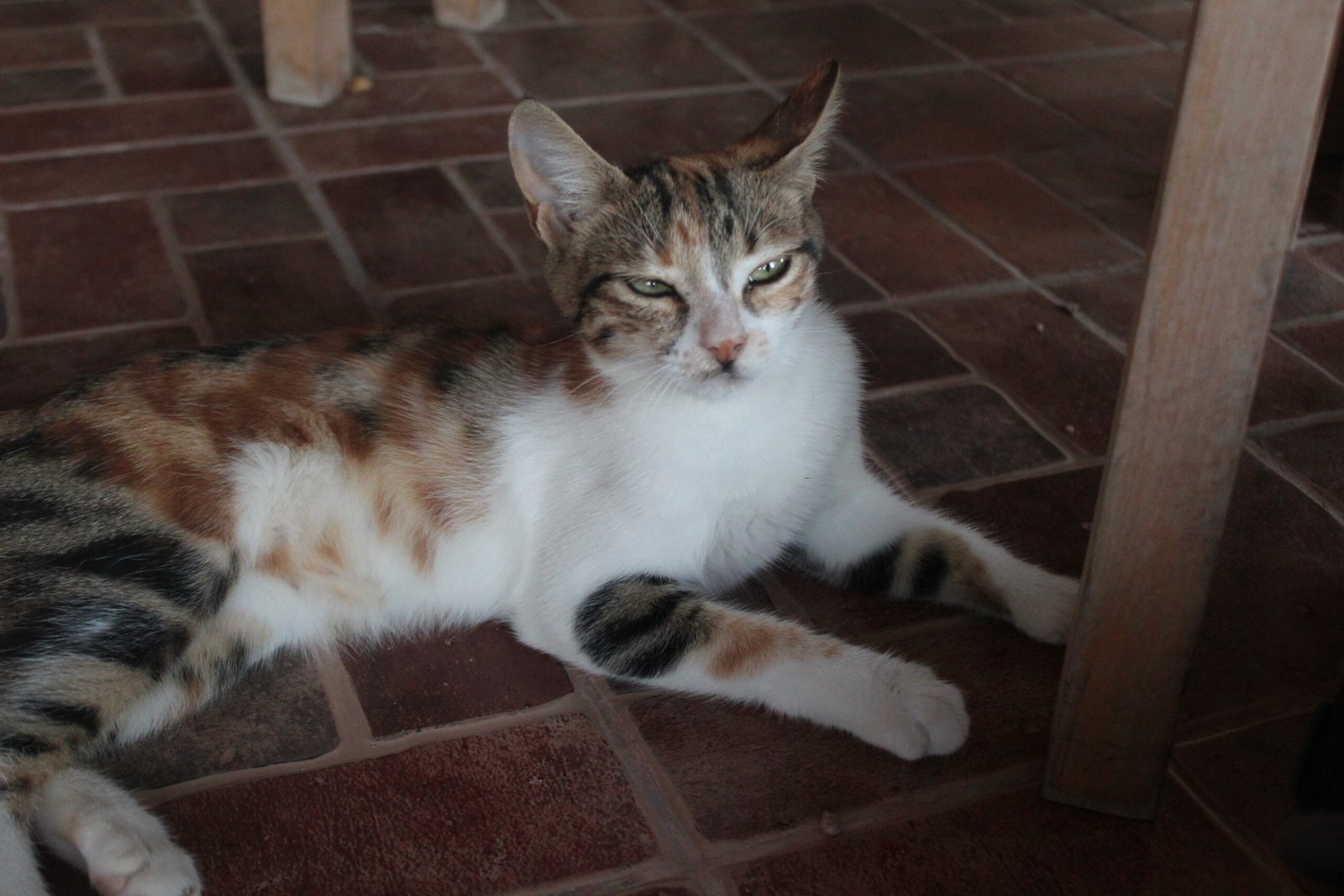 Displaying a Relaxed Posture (image credits: wikimedia)
