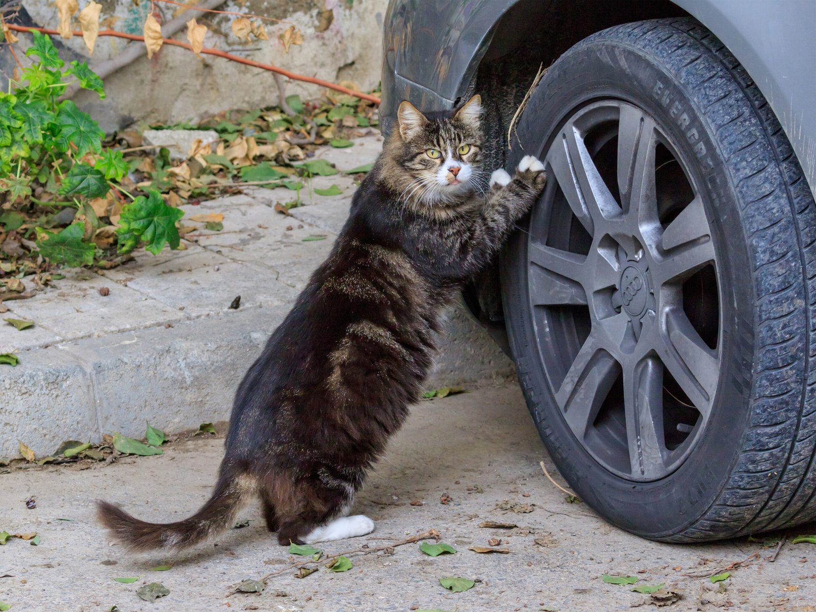 They Seek Your Approval (image credits: wikimedia)