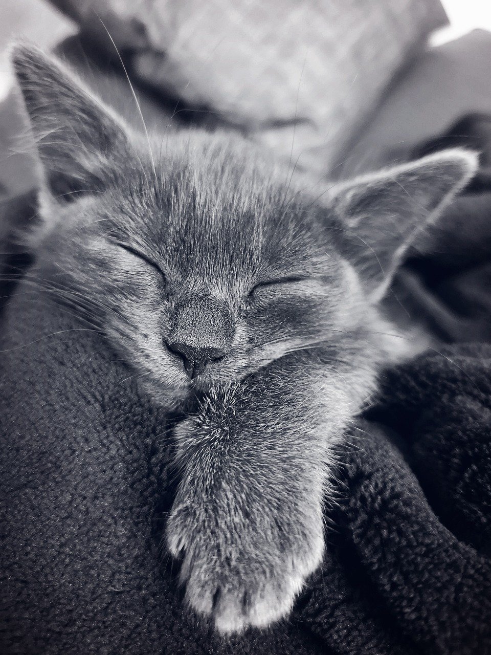 The Belly Up (image credits: pixabay)