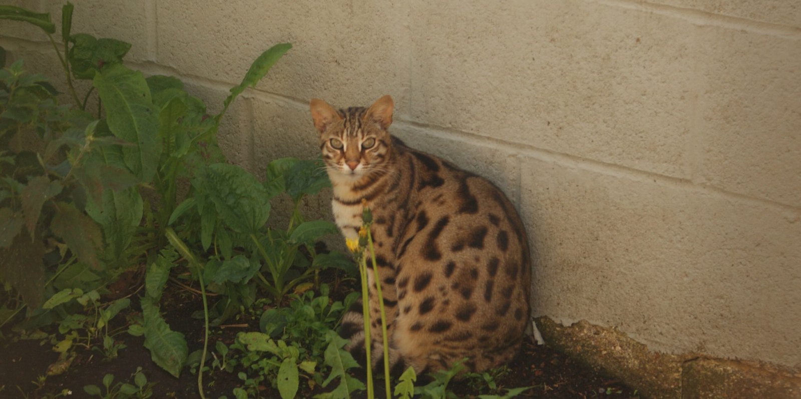 The Paw Hugger (image credits: wikimedia)