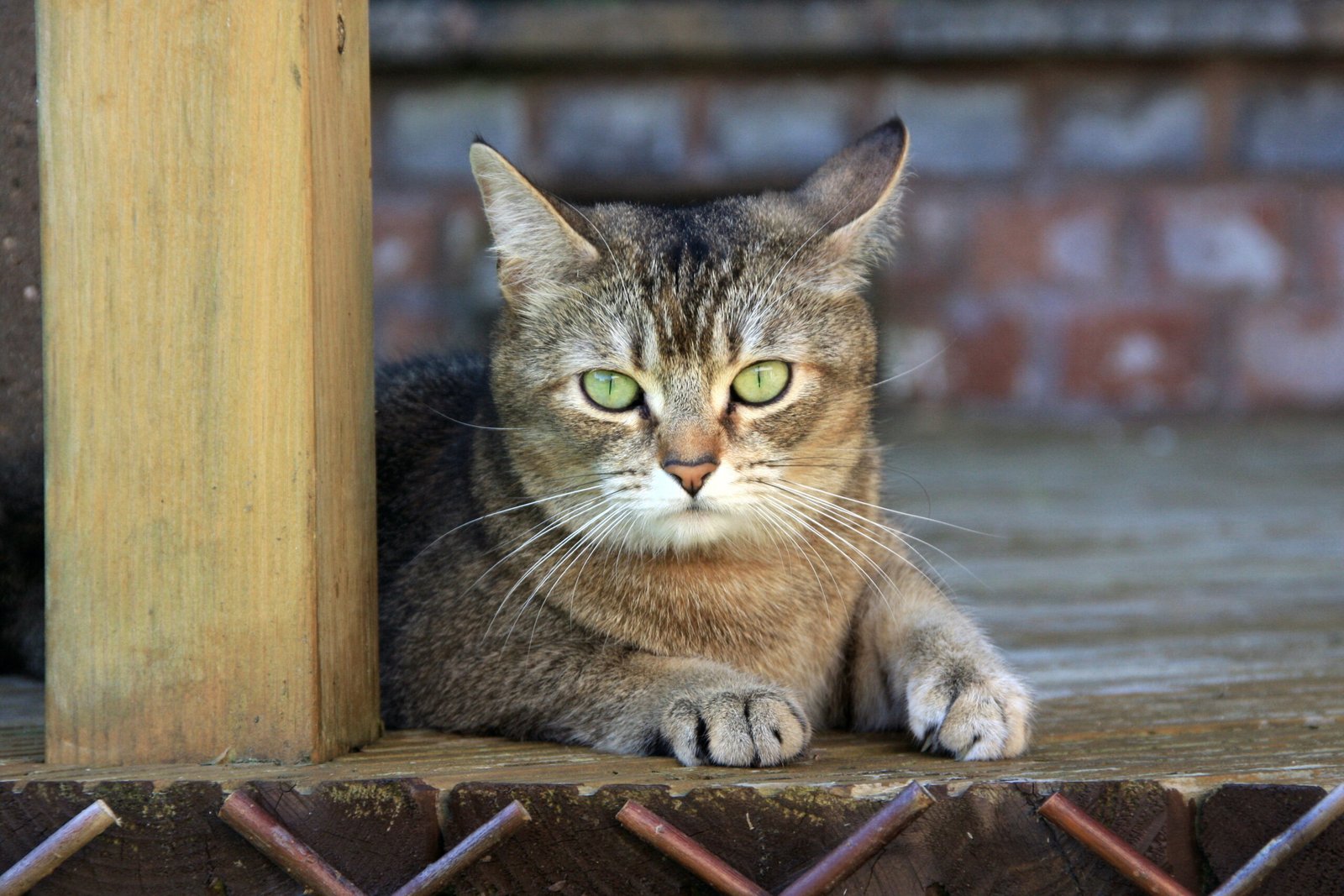 The Relaxation Mode: Finding Peace and Calm (image credits: wikimedia)