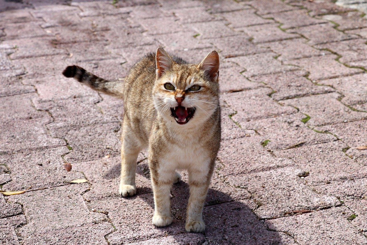 The Silent Meow (image credits: pixabay)
