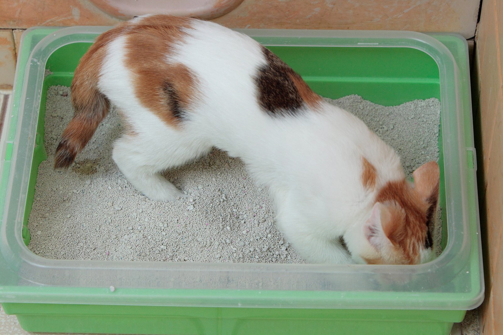Your Cat Uses the Litter Box Consistently (image credits: wikimedia)