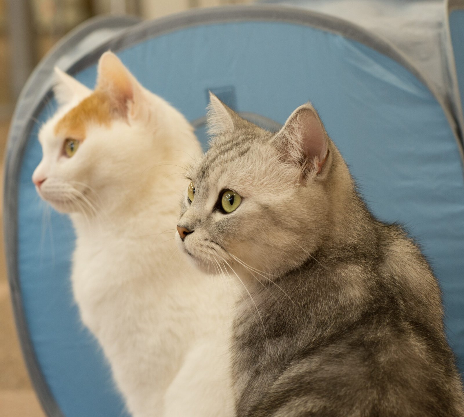 The Role of Communication in Differentiating the Two (image credits: wikimedia)
